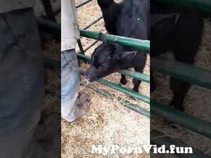 calf sucking dick toon - Calf almost sucks friends dick,because of prank from calf shucking man dick  in gaybeast Watch Video - MyPornVid.fun