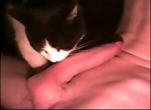 Man Fucks Cat - Me and my cat Gaybeast - Beastiality Man - MadnessPorn Extrem Sex