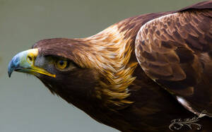 Golden Eagle Porn - birdworlds: Golden Eagle 11-05-2013 by *Lenore49 Tumblr Porn