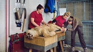 Baby Making Pornography In Copenhagen - 