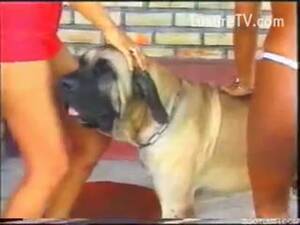 German Shepherd Anime Porn - German shepherd has foursome with brown twins in dog porn - LuxureTV