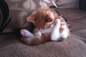 cat - Share On facebook Share ...