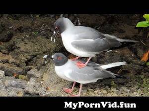 Bird Sex - Bird Sex in the Galapagos from pakchi sex Watch Video - MyPornVid.fun