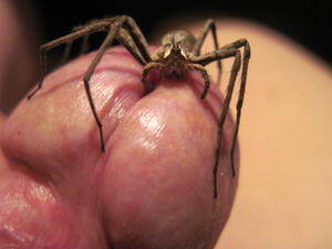 Japanese Spider Porn - spider | MOTHERLESS.COM â„¢