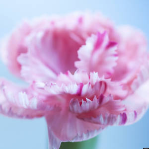 Girls Pussy On Periods - 