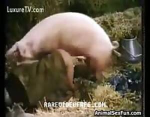 Cochon - Cochon - Video Porno Extreme - LuxureTV