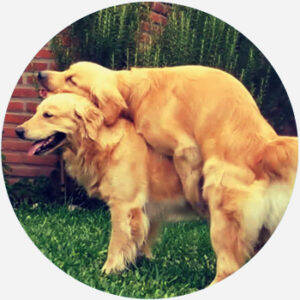 Dogstyle Porn - doggy style Meaning & Origin | Slang by Dictionary.com