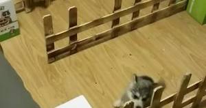 Girl In Cat Costume Porn - 