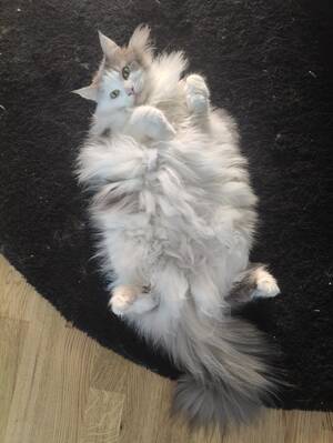 Natalie Portman Hairy Pussy - My very hairy pussy spread wide : r/badwomensanatomy