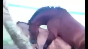hrses xxx anal videos - GAY Horses watch online or download