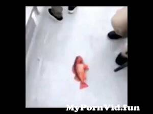 Fish Porn Pussy - fish pussy from fish pussy Watch Video - MyPornVid.fun