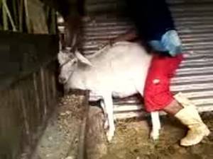 Goat Chicken Porn - Pictures showing for Goat Chicken Porn - www.mypornarchive.net