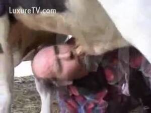 A Man Fuck Cow Porn - Cow fucks a Man to acquire the sexual joy - LuxureTV