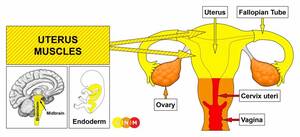 black pussy diagram - Female Sexual Organs