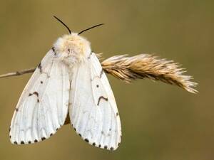 Gypsy Moth Porn - Gypsy Moth | Butterfly Conservation