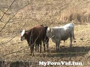Funny Cow Porn - Cow porn with narration funny from cowporn Watch Video - MyPornVid.fun