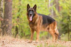 German Shepherd Porn Sites - German Shepherd Feeding Guide | Hypro Premium