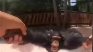 Monkey Sex Pornhub - Life could be a Dream - Pornhub.com