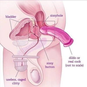 anotomical transexual anal illustration - Anatomy Anal Porn | Sex Pictures Pass