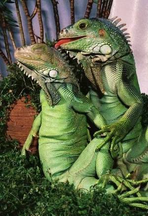 Japanese Reptile Porn - cute....looks like reptile porn.