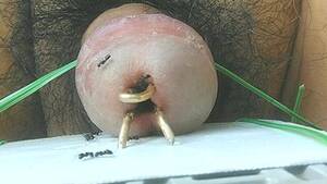 ants sucking dick - ants in peehole | MOTHERLESS.COM â„¢