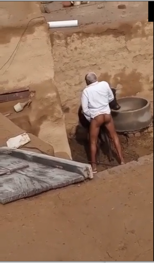 Lustful Cows Fucking - Man having sex with cow - Zoo Porn