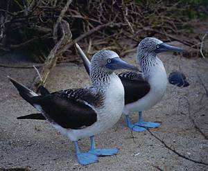 Booby Porn Girls 3 - http://3 .bp.blogspot.com/_W90V87w3sr8/TUQbT5sKKAI/AAAAAAAAAqA/fSLiA16H90Y/s1600/ booby-b.jpg