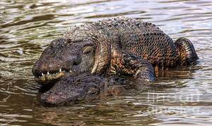 Alligator Mating Porn - Alligator Mating Face Mask by Paulette Thomas - Fine Art America