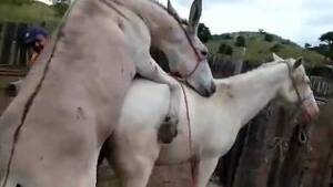 Donkey Sex Porn - Donkey animal Animal Porn
