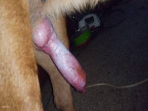 Doggie Cock - Giant dog dick - LuxureTV