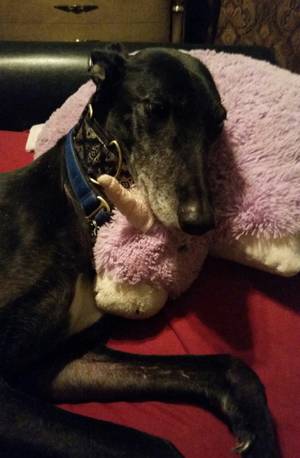 Furry Unicorn Porn - tired of explaining that he is laying on a unicorn stuffed toy, not a furry  porn doll