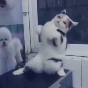 Feline Paw Porn - @PetChannel Weekend got me feelii'n like #kitty #cat #dance #