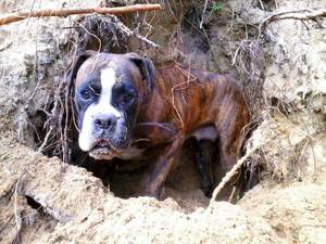 Alisha Breeze Furry Porn - Boxer \