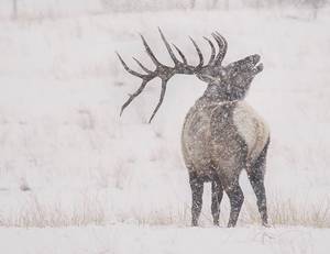 Elk Hunting Porn - Not a sight you see very often in January... he bugled, but