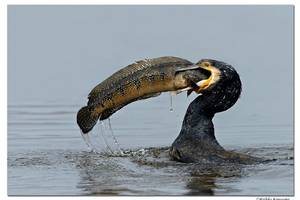 In Bird - High Quality Porn star bird Blank Meme Template