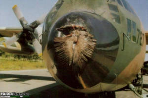 Bird - If you like \