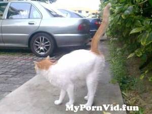 Black Cat Peeing - Black cat peeing long time from lucy cat pissing Watch Video - MyPornVid.fun