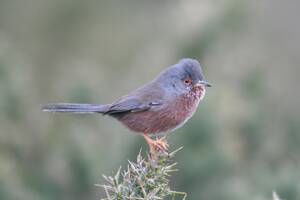 Brittney Smith Boobs Porn - Citizen science' shows that protected areas allow wildlife to spread in  response to climate change - Birds on the edgeBirds on the edge