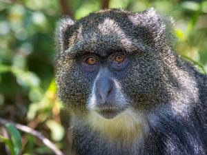 Monkeys Mating With Humans Sex - A blue monkey (Alamy)
