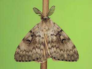 Gypsy Moth Porn - Gypsy Moth | Butterfly Conservation