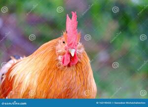 free porn fat chickens - Big Fat Hen Stock Photos - Free & Royalty-Free Stock Photos from Dreamstime
