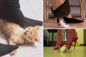 Crush Porn - Adorable puppies, kittens and bunnies squashed to death by 'crush  goddesses' for sick pervs' sexual pleasure | The Irish Sun