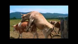 Funny Cow Porn - Cow Porn