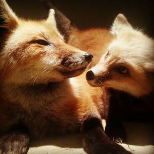 Anatomically Correct Lion Porn - Anatomically correct fennec porn - Anatomically correct fennec porn jpg  500x500