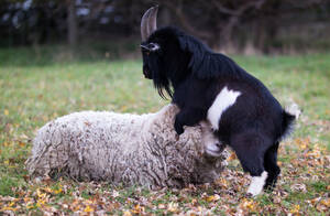 Goat Chicken Porn - Goat porn