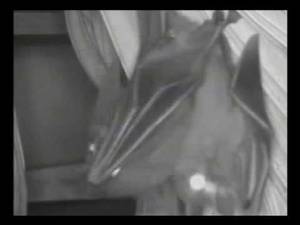 felatio black people - bat fellatio