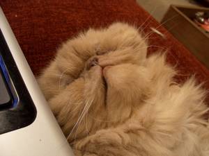 Egyptian Cat Goddess Furry Porn - More Mungo. He's a bit cute, isn't he?