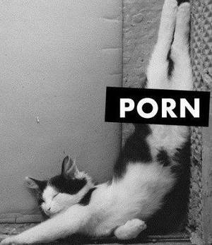 Cat Porn - Cat Â· PORN CAT