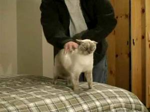 Cat Porn - CAT HOUSE KITTY PORN SEX STING VIDEO