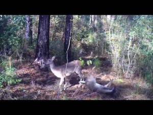 Deer Vagina Porn - Deer Porn but ends bad